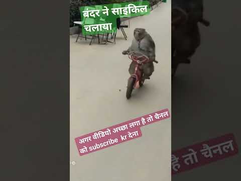 मैं निकला गाड़ी लेके|👇👇🤣🤣|Monkey ने साइकिल चलायी #viral #trendingshorts #shortvideo