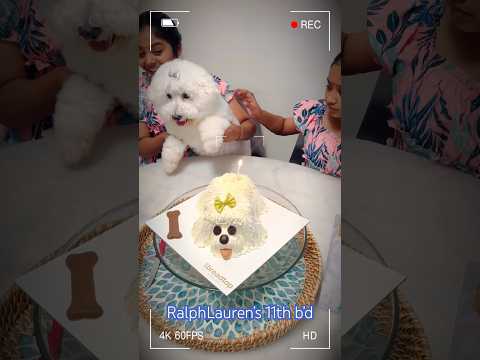 “Pawsome Birthday Celebration 🎉 | My Pet’s Special Day! 🐾 #PetLove”Ralph Lauren’s 11th birthday