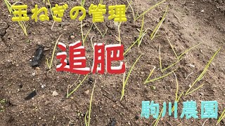 玉ねぎの管理　追肥　駒川農園　24.12.3