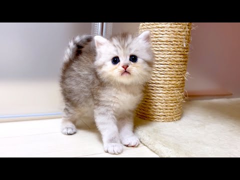 【マンチカンの子猫】スラっとした綺麗な美猫に育ってきた子猫ちゃんの件 ～猫のいる生活Vol.1057～出産動画 マンチカン短足・ミヌエット・ペルシャ猫専門ブリーダー『ペット蔵人』【子猫の成長記録】