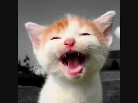 Funny cat