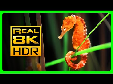 Incredible Seahorse Aquarium in 8K HDR - Soothing & Relaxing Music - Relaxing Tv Art Screensaver