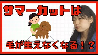 サマーカットをすると毛が生えなくなる！？サマーカットのリスクをトリマーが解説