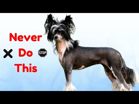 8 Things You Should Never ❌ Do With A Chinese Crested Dog❗