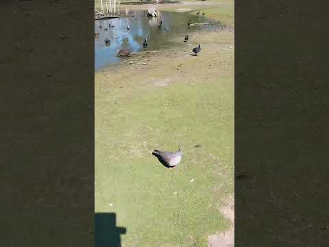 Perfect habitat.完美的栖息地 #pigeon #duck  #birds #lake #pond #湖泊美景 #鸭子 #鸽子