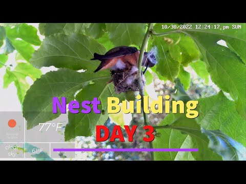 Flora's Nest Building Day 3 Highlights 10/30/2022