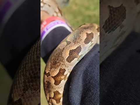 My Brother @wisconstrictorsreptiles dumeril  in the sunlight look at the iridescent glow #snake