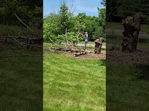 Cutting down a tree for fire wood