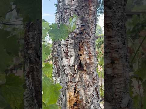 Living tree made from corkscrew ​Wilson Winery in Temecula