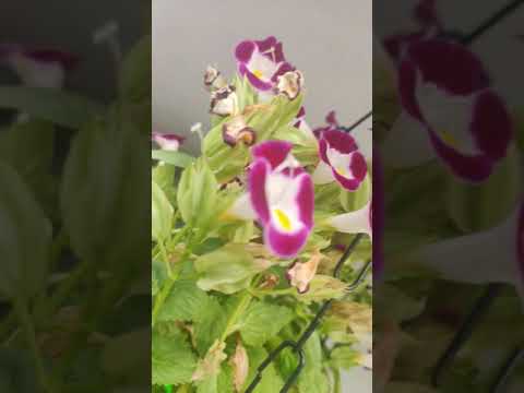 #youtube  #short Torenia | Wishbone flower #torenia