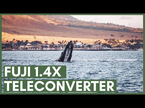 Is a Teleconverter Worth It? Testing the Fuji 1.4x Teleconverter while Whale Watching