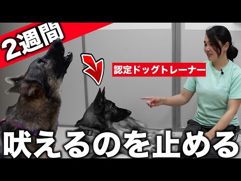 【犬の鳴き声がうるさい人必見！】2週間で吠えるのをやめさせるしつけの方法をドッグトレーナーに教えてもらった