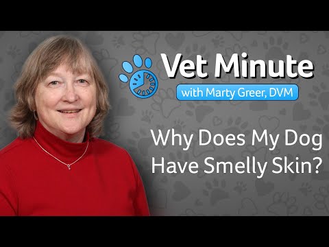 Why Does My Dog Smell?