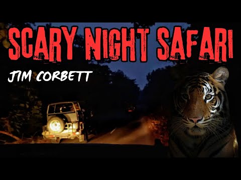 Night Safari in Dense Jim Corbett Tiger Reserve | Kishanpur Wildlife Sanctuary | Dudhwa