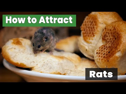 How to Attract Rats | The Best Ways to Lure & Trap Them | The Guardian's Choice