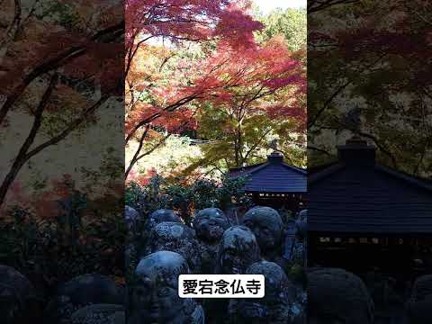 京都紅葉 愛宕念仏寺　2024 11月27日　#shorts