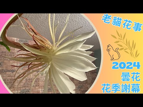 【老貓花事】29秒看2024花季最後一朵曇花(昙花）謝幕. #延時攝影 #曇花一現 #昙花一现