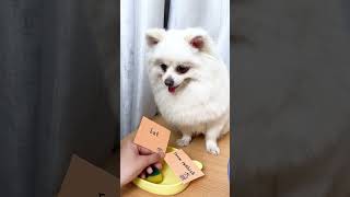 Can you lend me some luck?#nico #funny #dogsoftiktok #puppy #funnydog