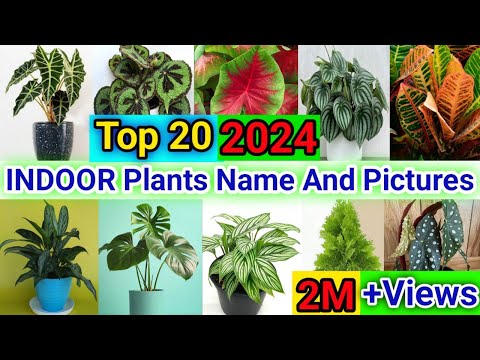 20 best indoor plants name and pictures | Best Low Maintenance Indoor Plants India |