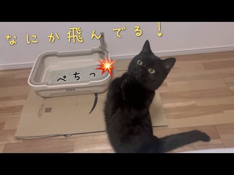 飛んでいる何かを捕まえようと２本足で頑張る黒猫