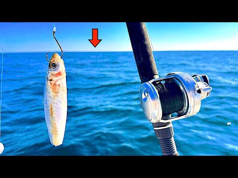 Fishing Cut Bait 300' DEEP! in the Gulf and Caught THIS!...[Catch, Clean, Cook]