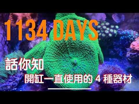 小小珊瑚缸150L 1134Days 鹿角珊瑚Acropora Corals