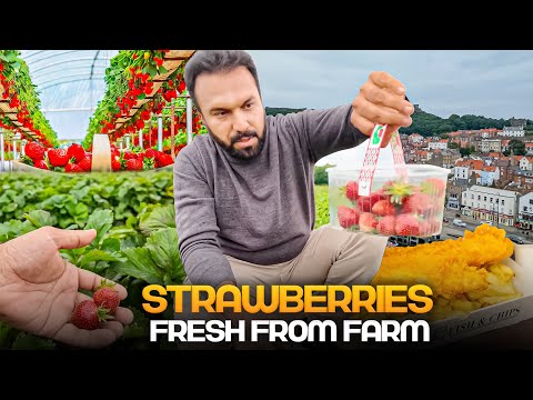 Picking Fresh Strawberries from Plants 🍓 Scarborough Beach & Delicious Fried Fish🐟