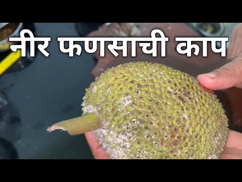 नीर फणसाची काप, एकदम सोप्पी रेसीपी नक्की करून बघा #कोकण #recipe #food #viral #simplerecipe