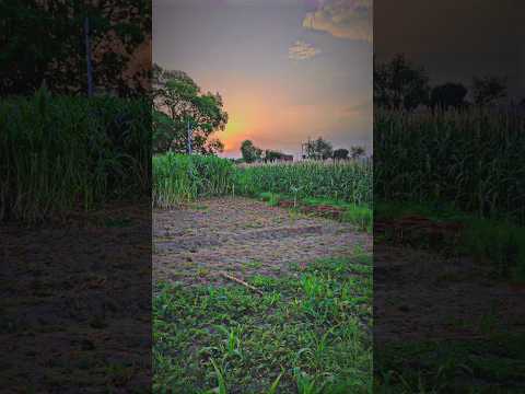 मेहनत का फल 💯 #farming #farminglife #nature #trendingshorts #shorts #viralshort #youtubeshorts