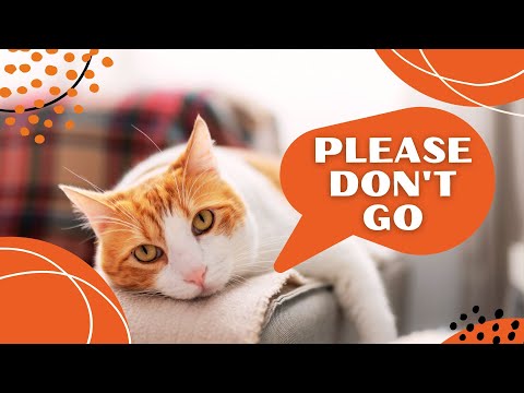 Signs That Tell Your Cat Is Lonely (Never Ignore Them)