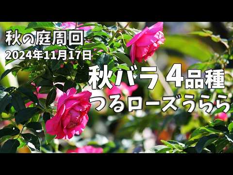 四季咲きのクライミングローズ：つるローズうららと秋バラ4品種と草花。庭周回2024年11月17日