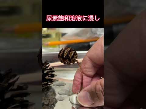 松ぼっくりに雪化粧　毛管現象による尿素結晶の析出