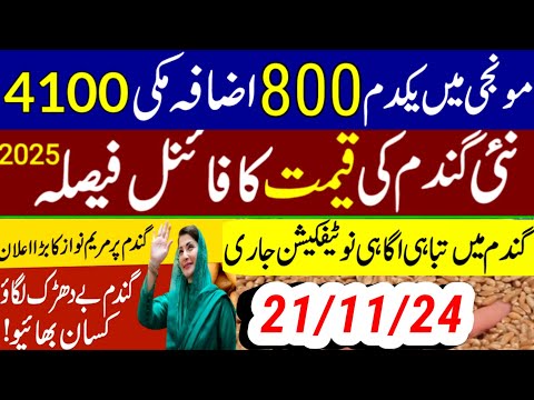 munji kaynat 1121rate 2024/munji 1509 new rate /today gundam rate/مونجی کا ریٹ کائنات