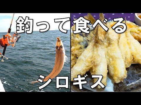 【釣って食べる】東京湾のシロギス 釣りも料理も初心者ですが３品チャレンジしました