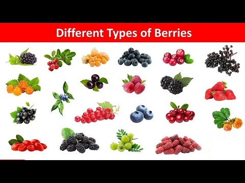 Name of different types of berries with pictures |Berries Name in English |Berries name vocabulary