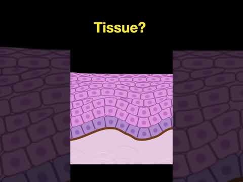 Histology #shorts - Part E