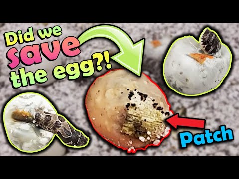 Hognose Snakes Hatching- Did our "Patched" egg hatch??