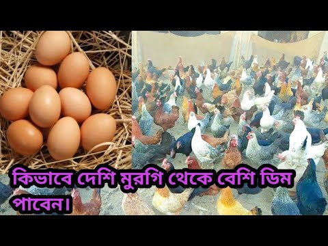 How to collect more eggs from deshi chickens // কিভাবে দেশি মুরগি থেকে সর্বাধিক ডিম পাওয়া যায় //