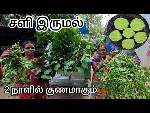 சளி  இருமல்  மூக்கடைப்புக்கு உடனடி நிவாரணம் / கல்யாணமுருங்கை .முசுமுசுக்கை .தூதுவளை 3 மூலிகை அடை,