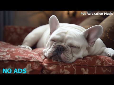 🐶MUSIC for DOGS with ANXIETY 🐶 MUSIC THERAPY Relax your Nervous or Restless Dog!