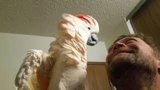 Cockatoo epic freakout (warning fowl language)