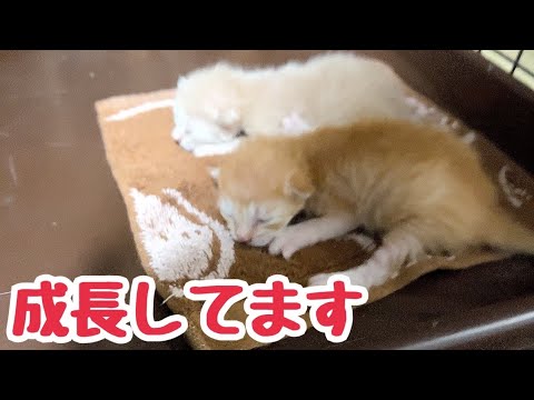 日に日に成長していく 可愛い仔猫たちとまだまだあどけなさの残る母猫