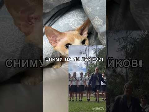 НА 1000 ЛАЙКОВ СНИМУ!#2024 #fun #врек #bestvideo #топ #subscribe #shorts #shortvideo #ileocat #тренд