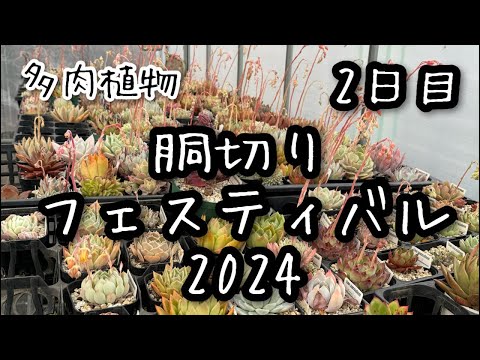 【多肉植物】胴切りフェスティバル2024！2日目 2024.03.16