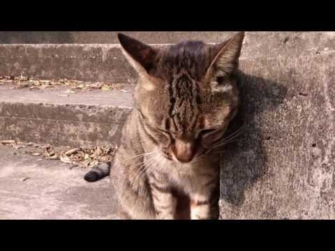 Tai O Cat