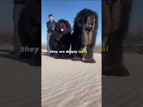 This Dog Can Kill A Lion | Tibetan Mastiff  #dog #dogfacts #dogbreeds #tibetanmastiff