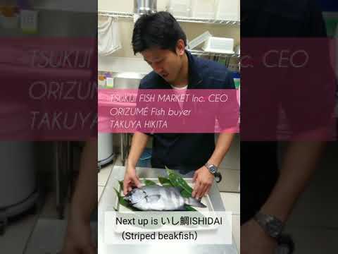 E11【Ishi-dai】 TSUKIJI FISH MARKET Inc by 市場系youtuber疋田拓也Takuya Hikita～本気の目利きシリーズ14 Striped beakfish～