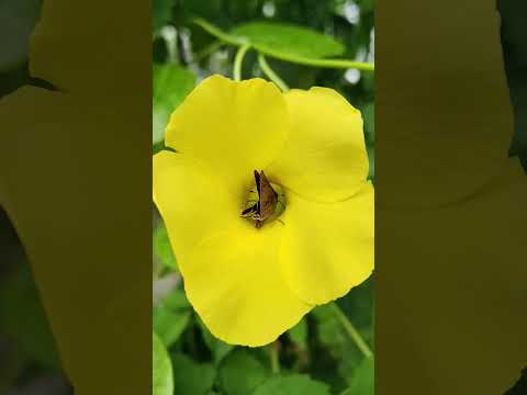 #butterfly #nature #beauty