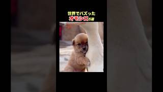 【ぶるぶる犬と包容力ダック】SNSで億超え再生！海外オモシロ動画