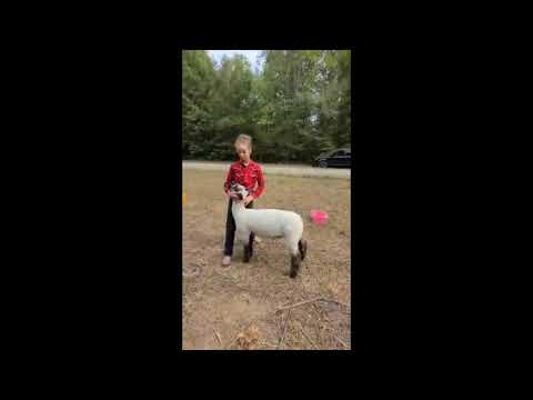 2020 4-H Farm Credit Virtual Showmanship Circuit Show #4 Sheep Video Of The Week Brayanna McGee